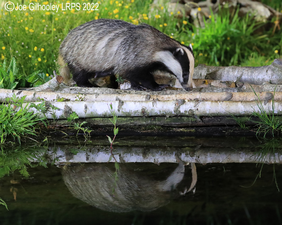 European Badgers European Badgers