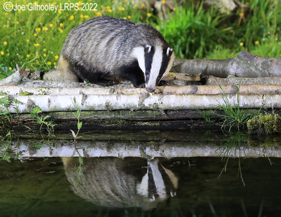 European Badgers European Badgers