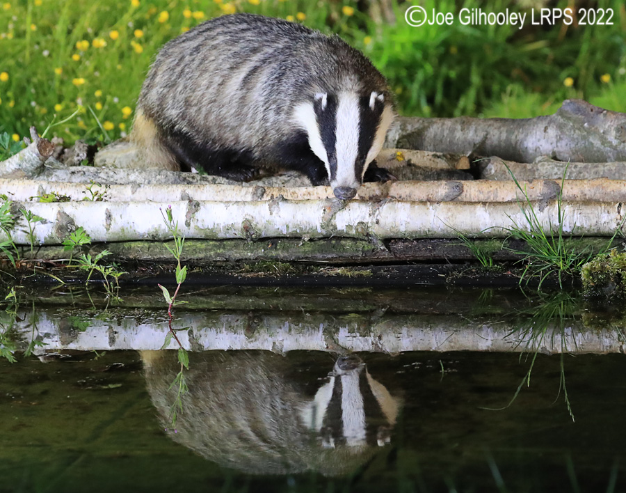 European Badgers European Badgers