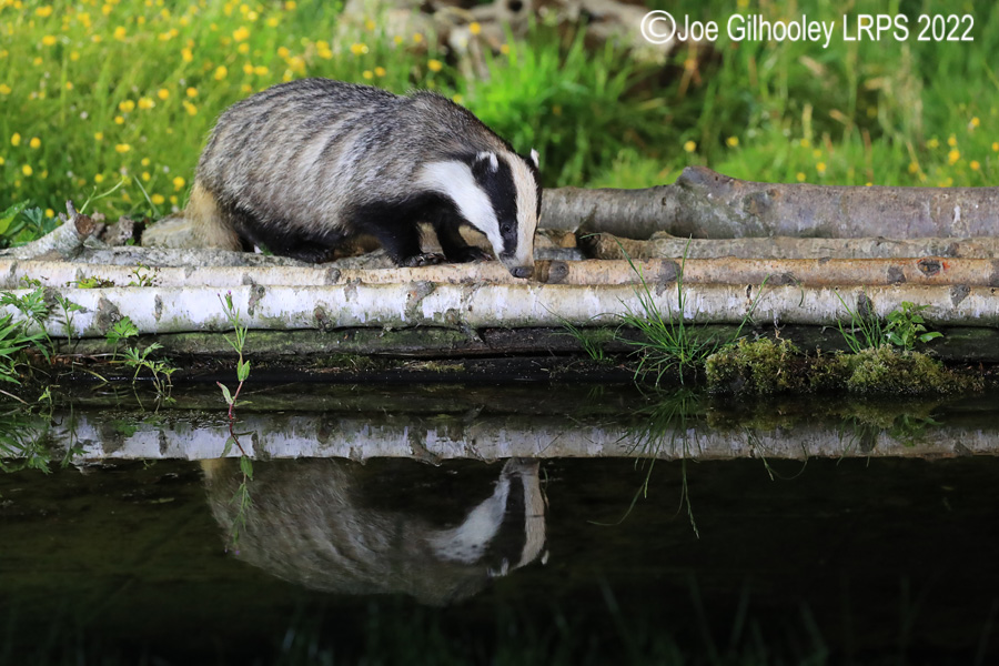 European Badgers European Badgers