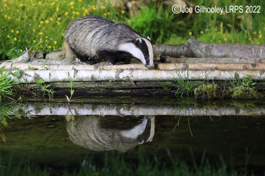 European Badgers European Badgers