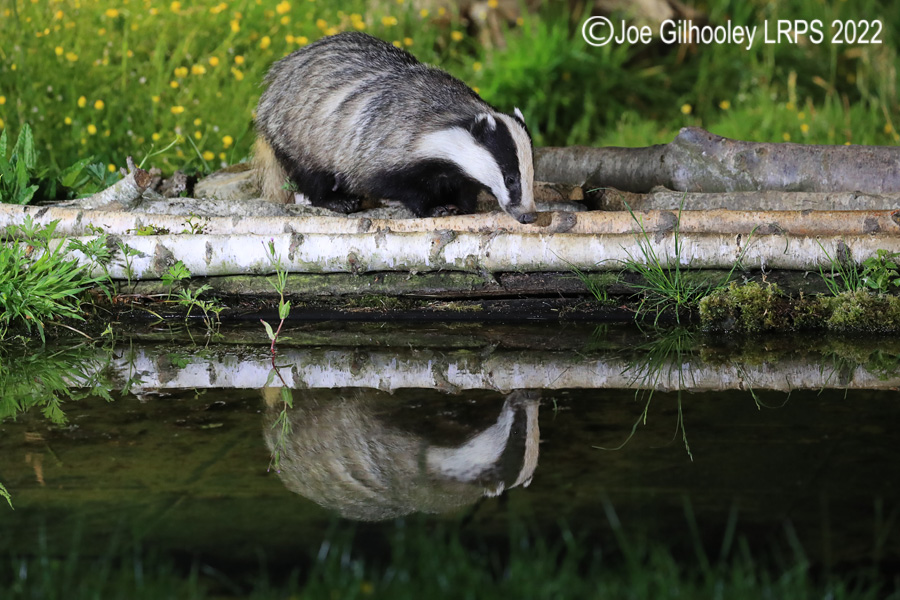 European Badgers European Badgers