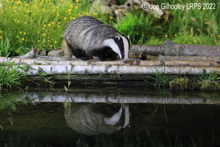 European Badgers European Badgers