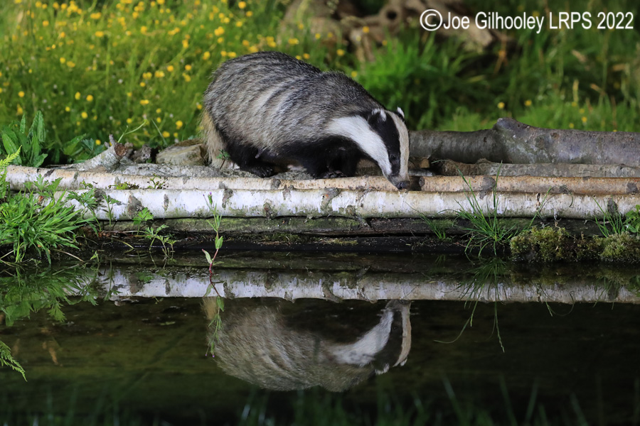 European Badgers European Badgers