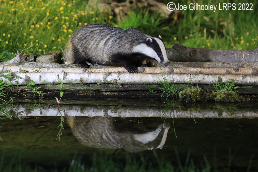 European Badgers European Badgers