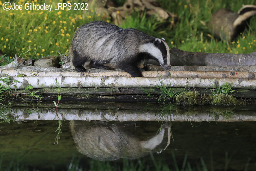 European Badgers European Badgers