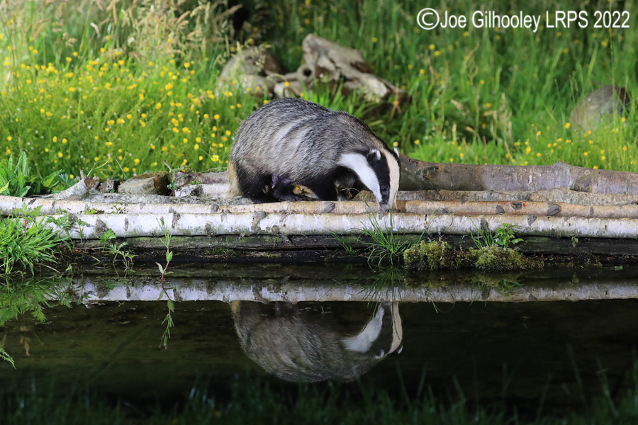 European Badgers European Badgers