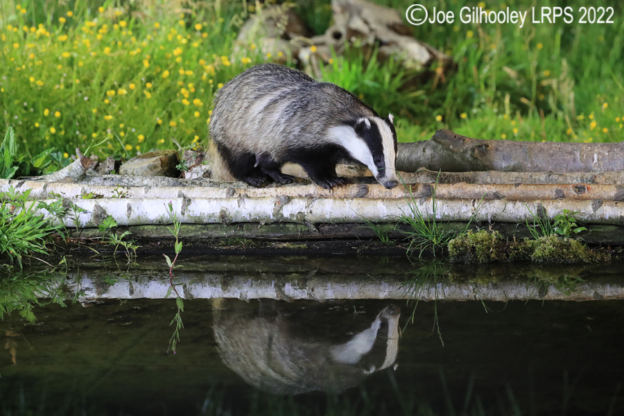 European Badgers European Badgers