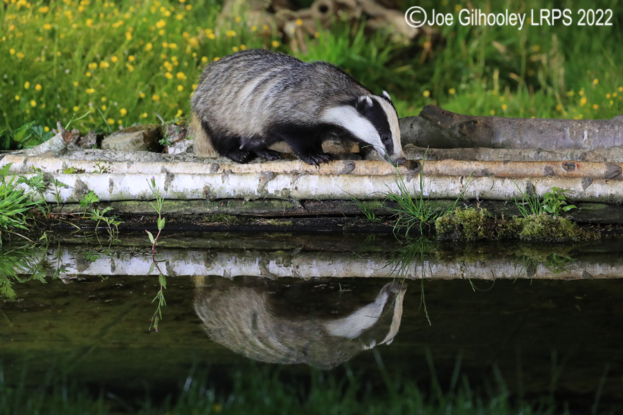 European Badgers European Badgers
