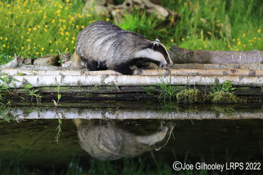 European Badgers European Badgers