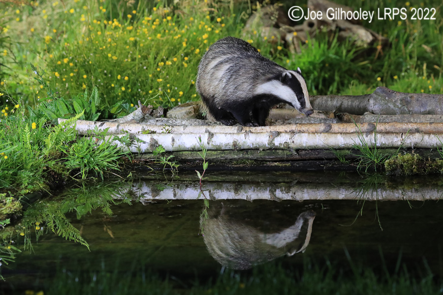 European Badgers European Badgers