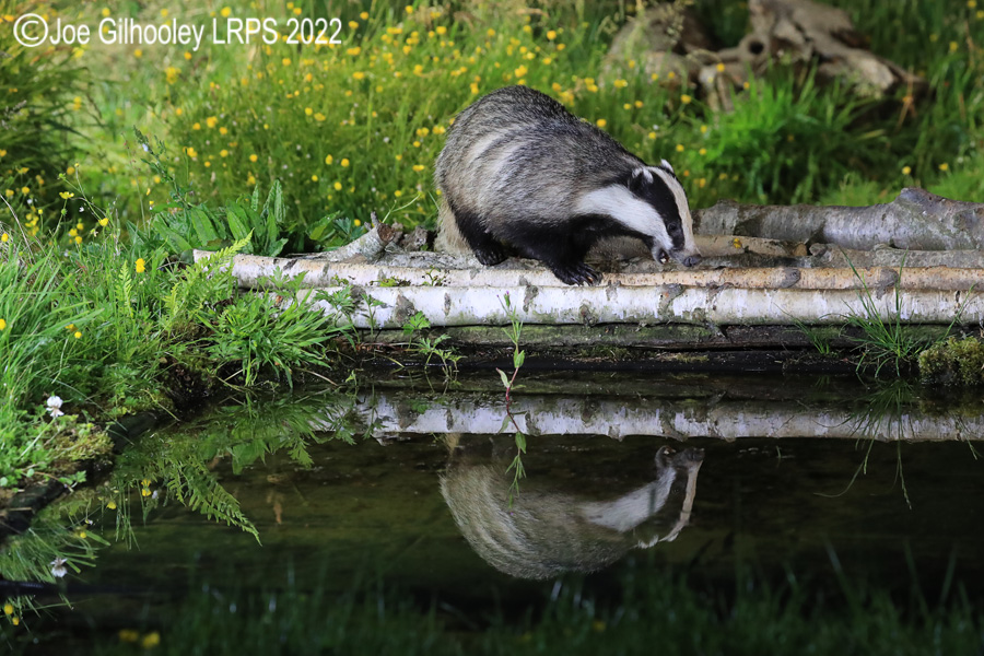 European Badgers European Badgers