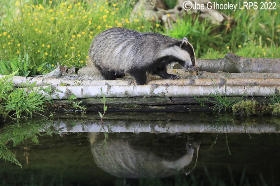 European Badgers European Badgers