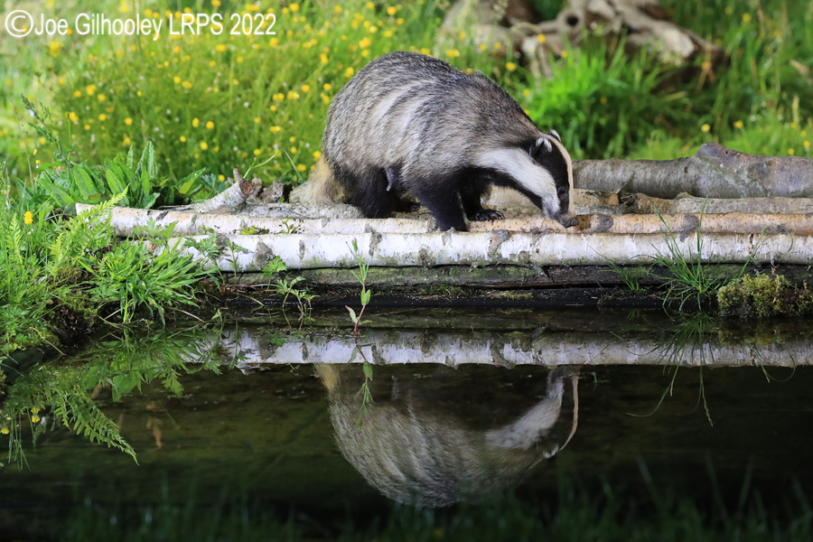 European Badgers European Badgers