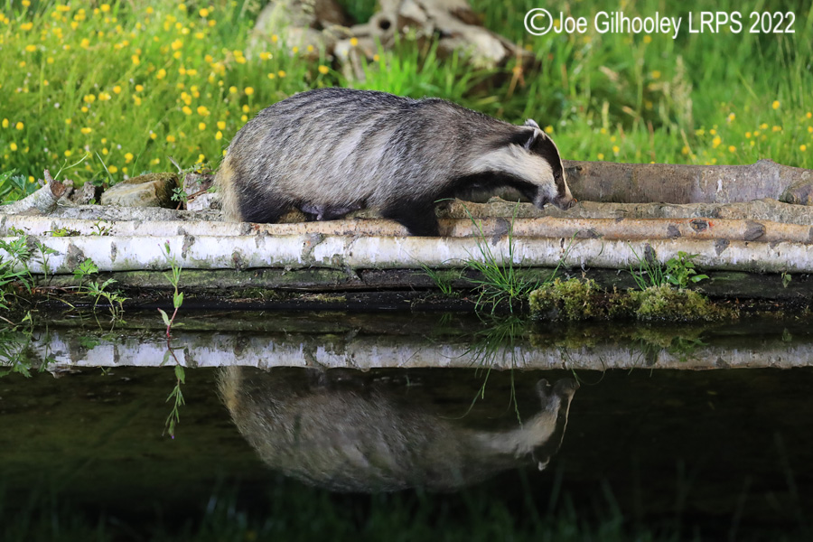 European Badgers European Badgers