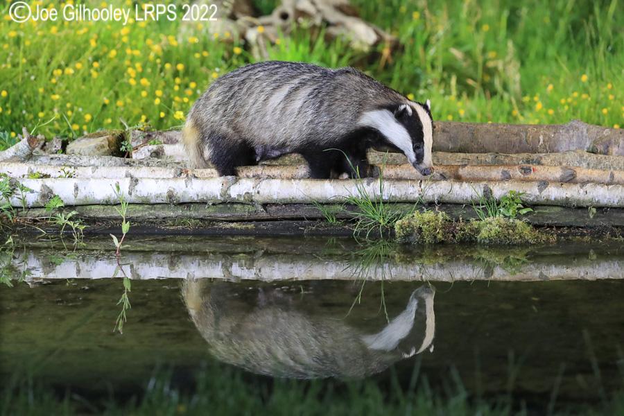 European Badgers European Badgers