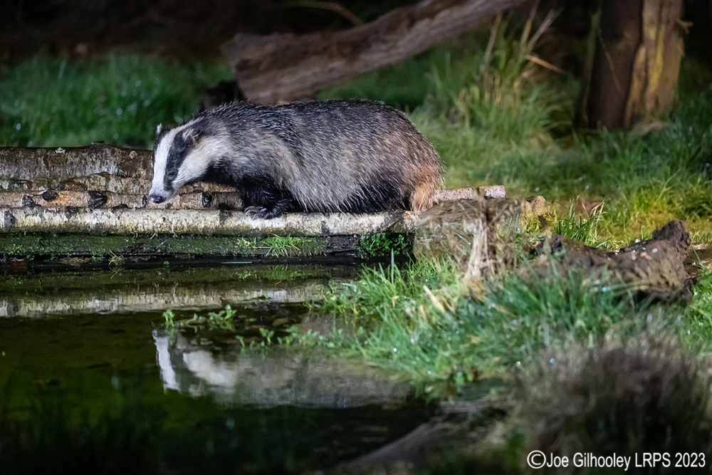 European Badger 
