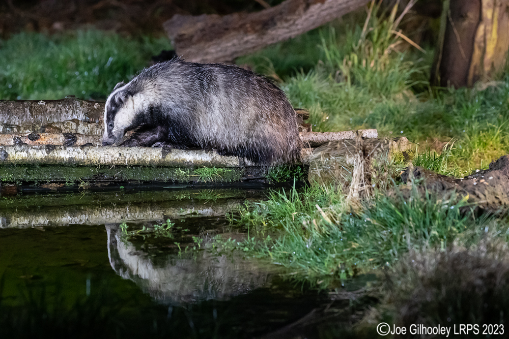 European Badger 