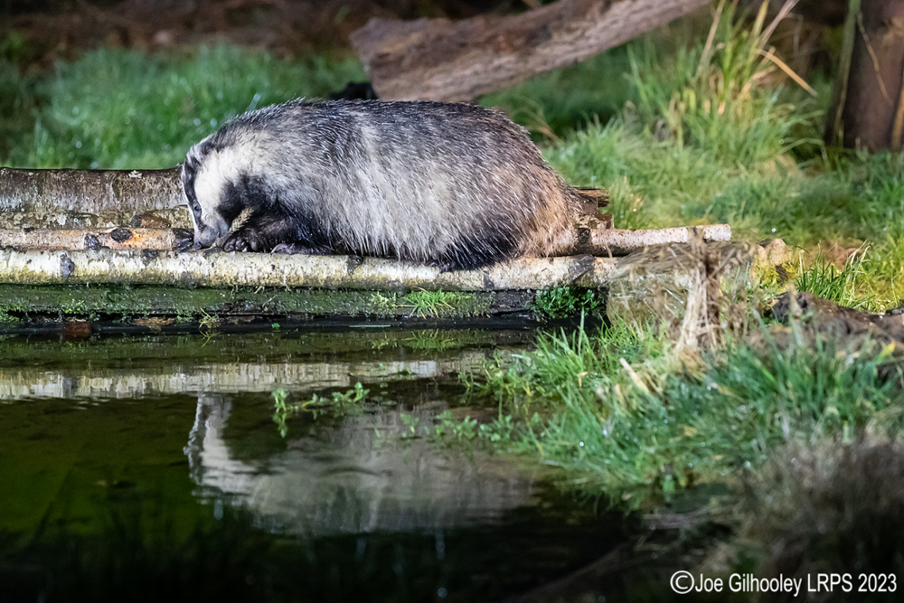 European Badger 