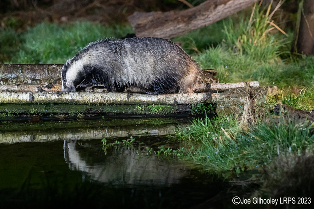 European Badger 