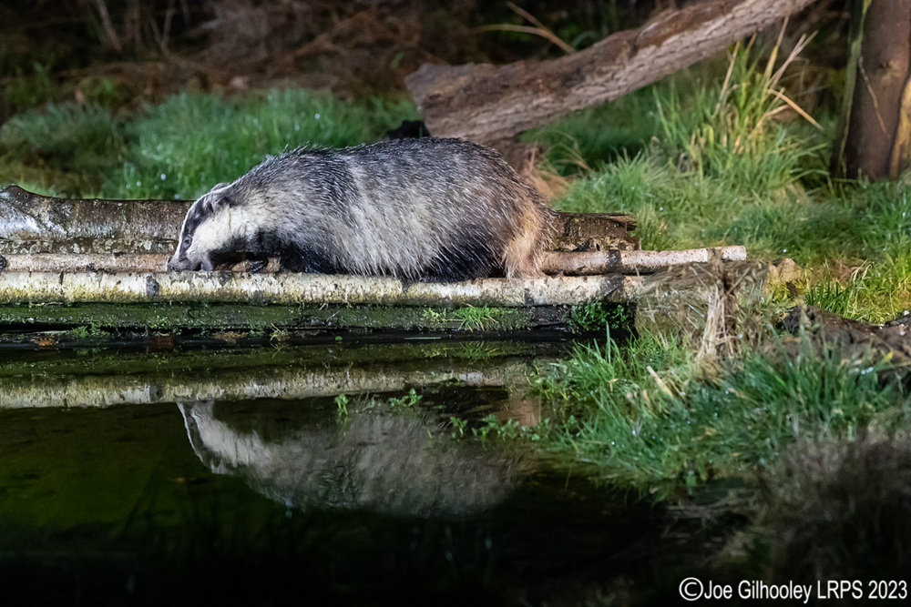 European Badger 