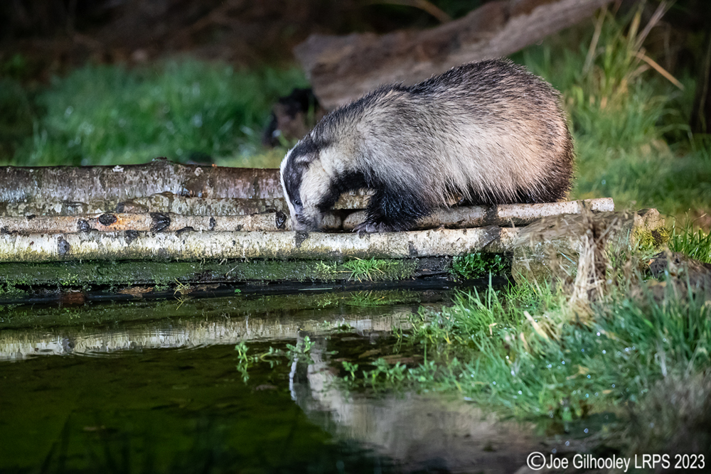 European Badger 