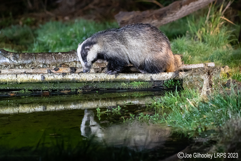 European Badger 