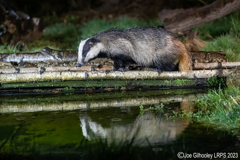 European Badger 