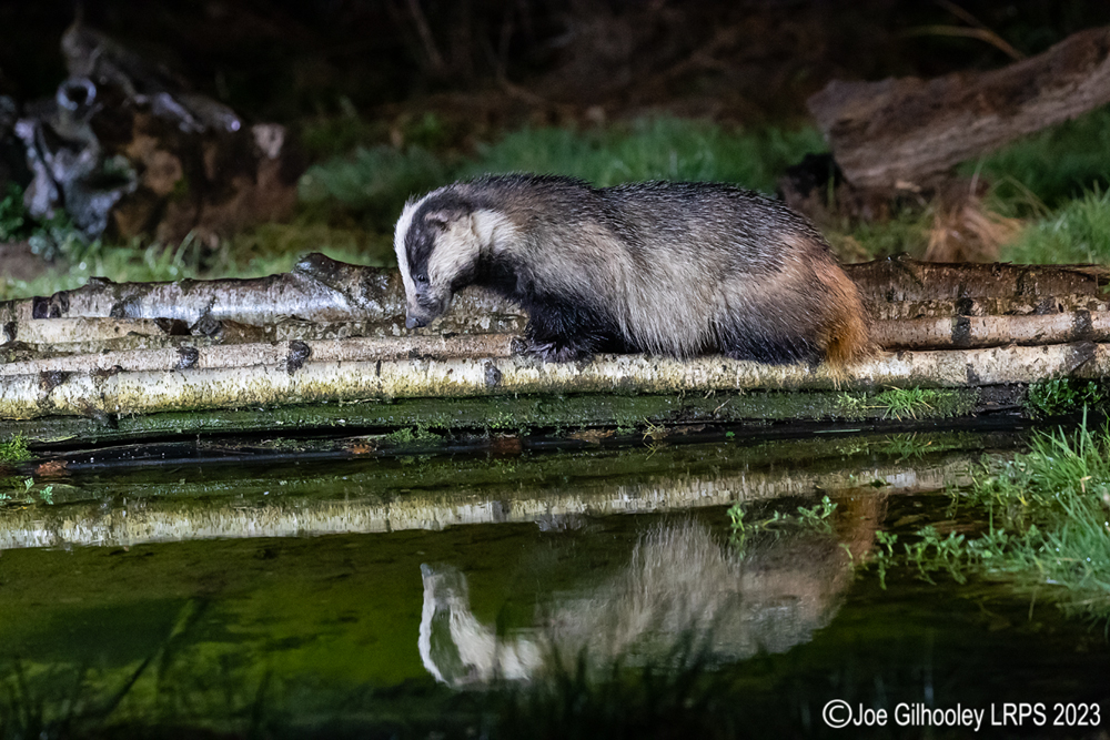 European Badger 