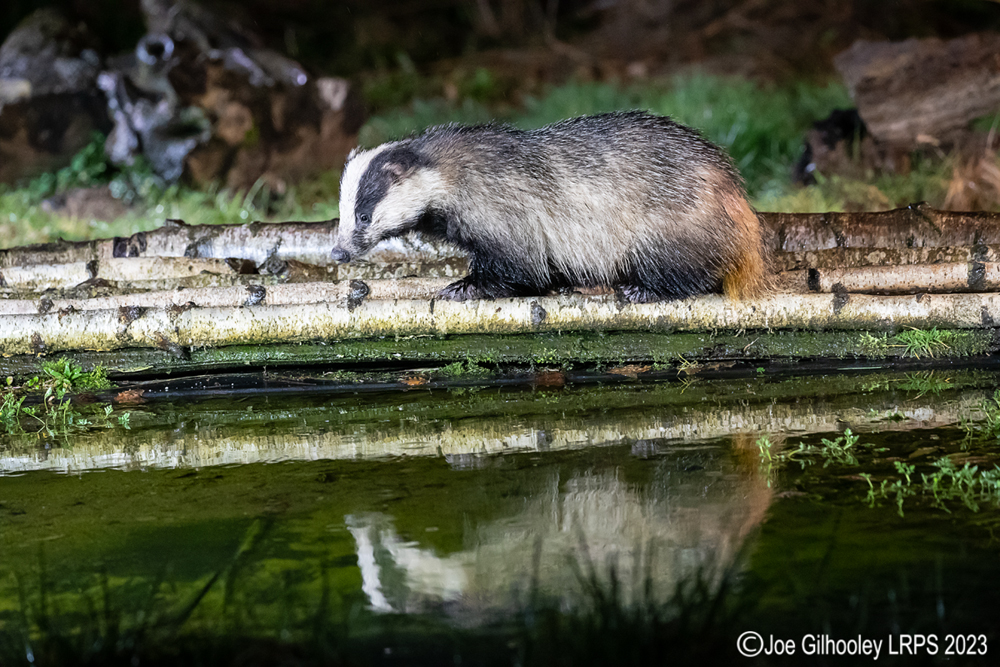 European Badger 