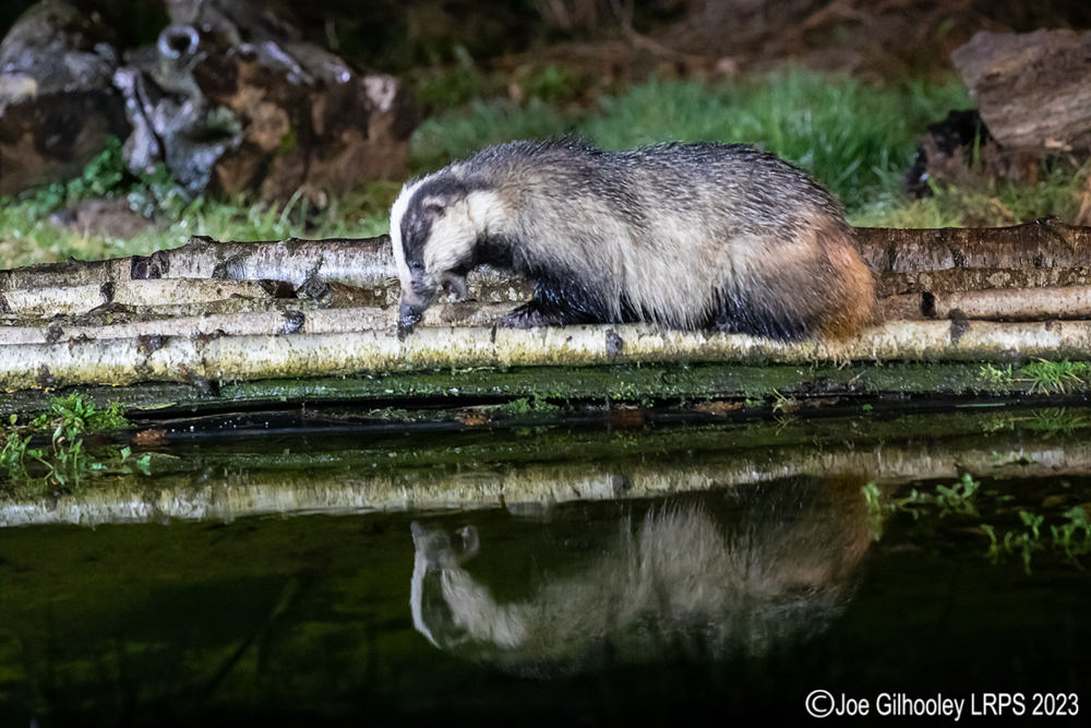 European Badger 