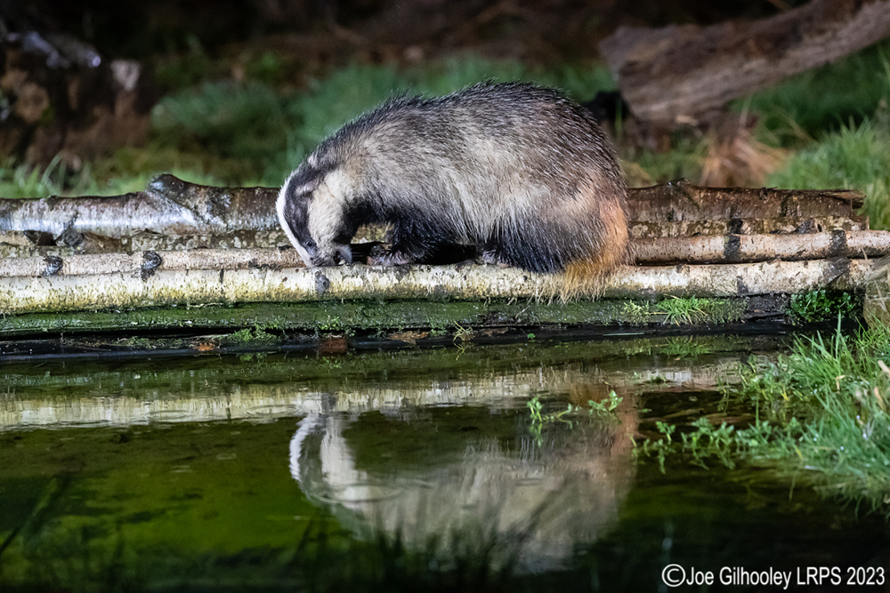 European Badger 