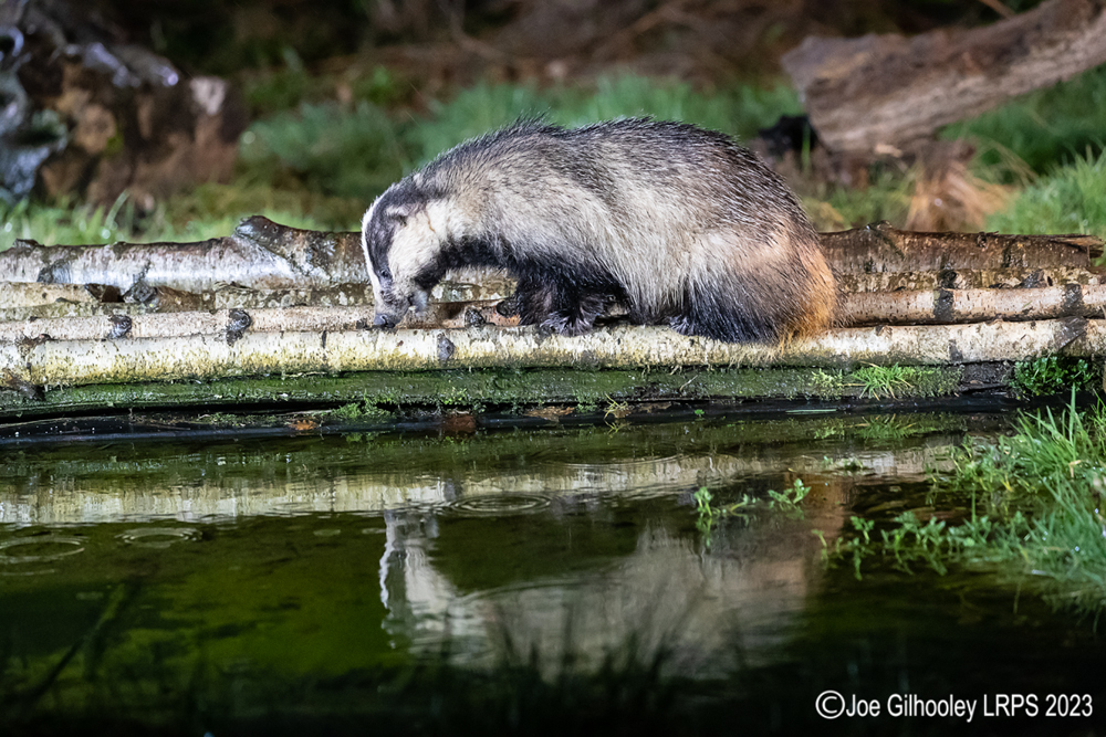 European Badger 