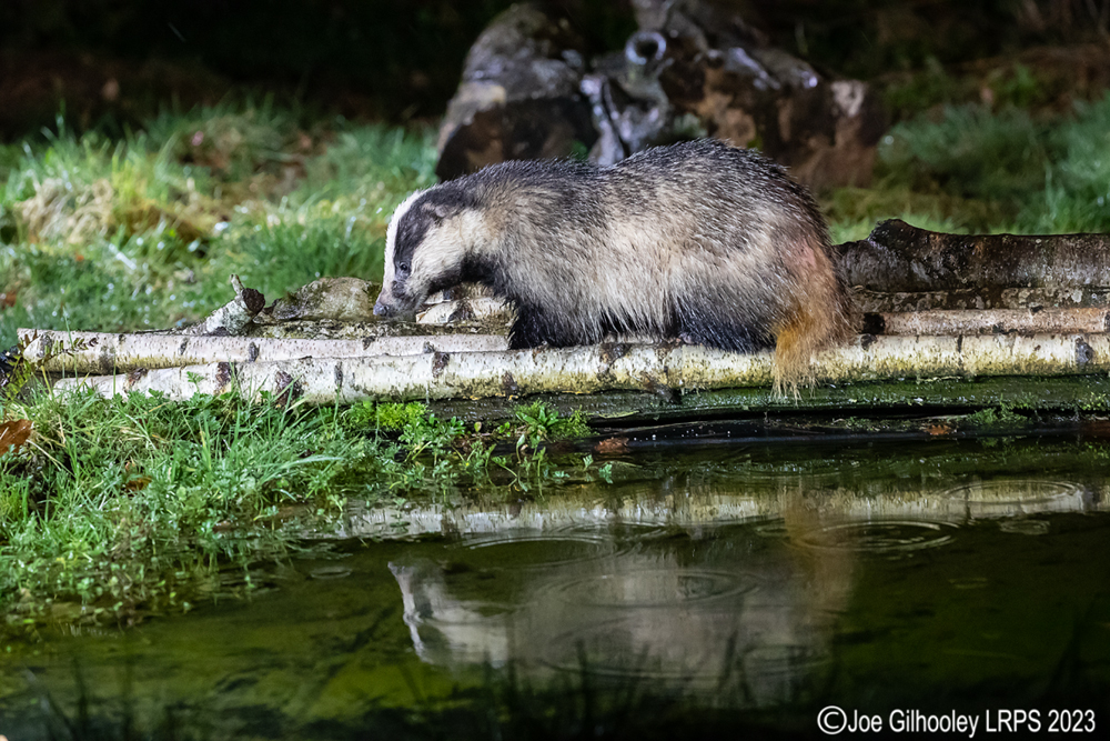 European Badger 