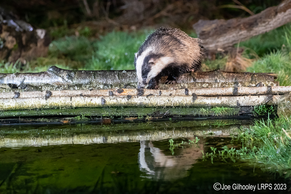 European Badger 