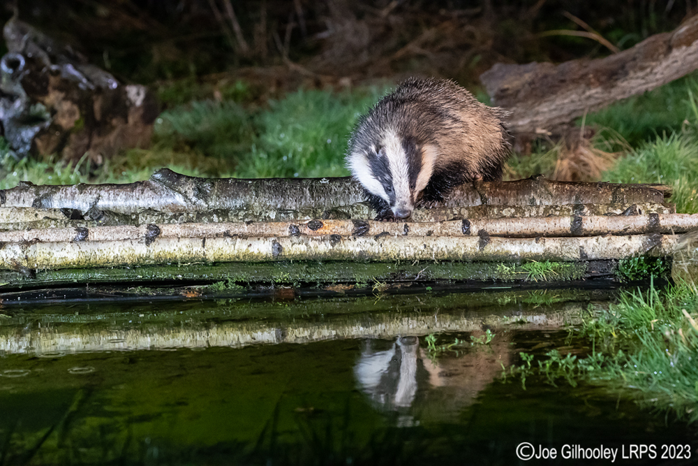 European Badger 