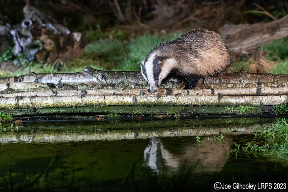 European Badger 