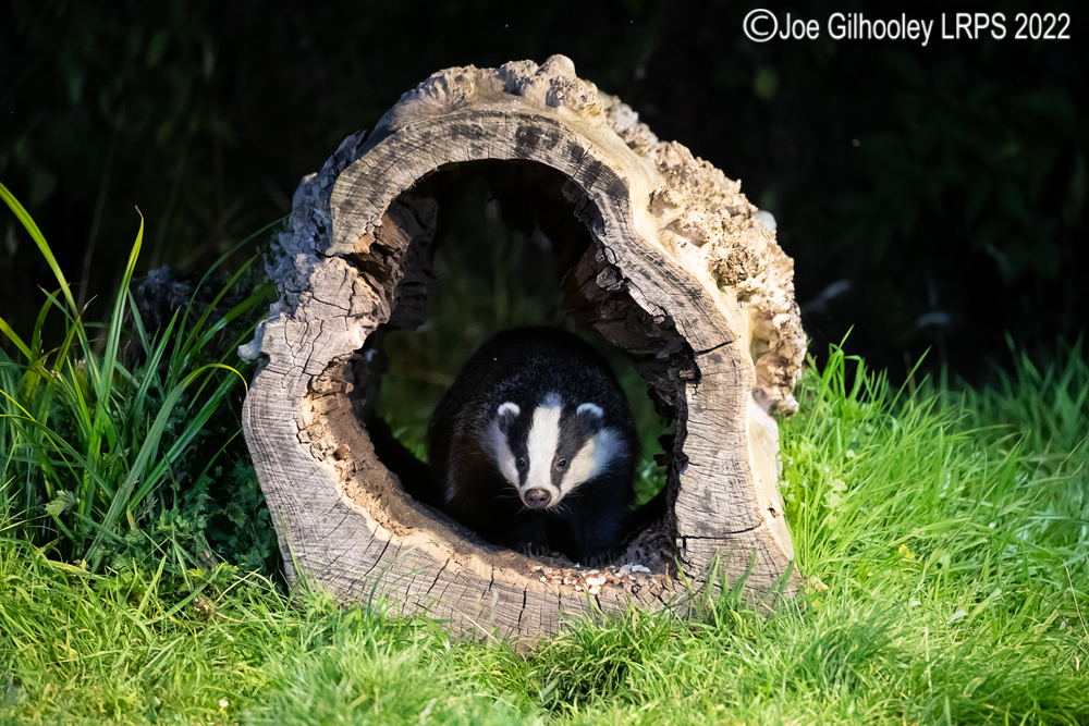 European Badgers