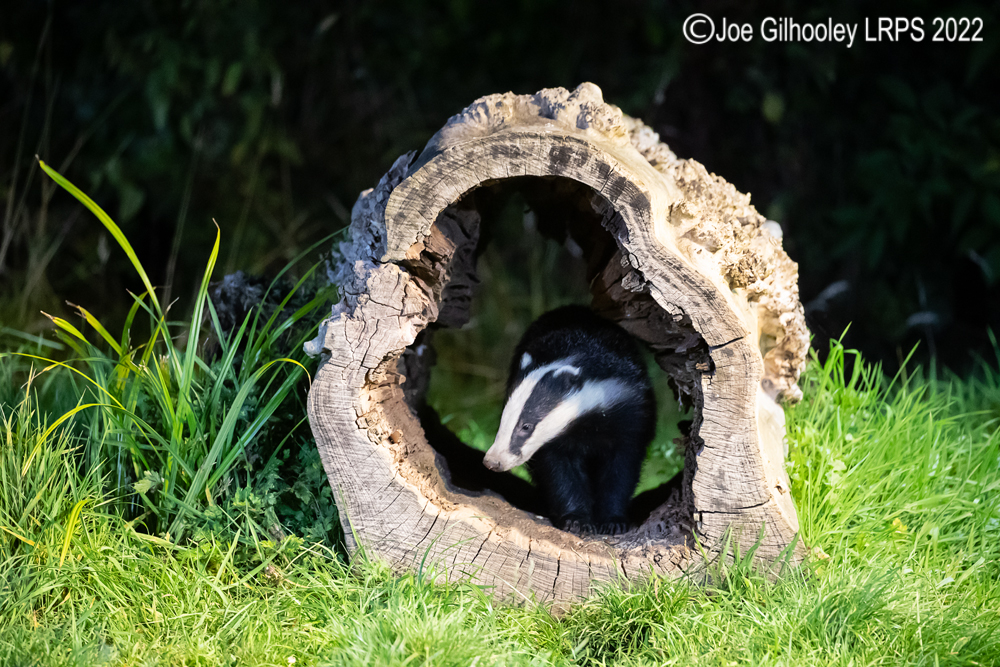 European Badgers