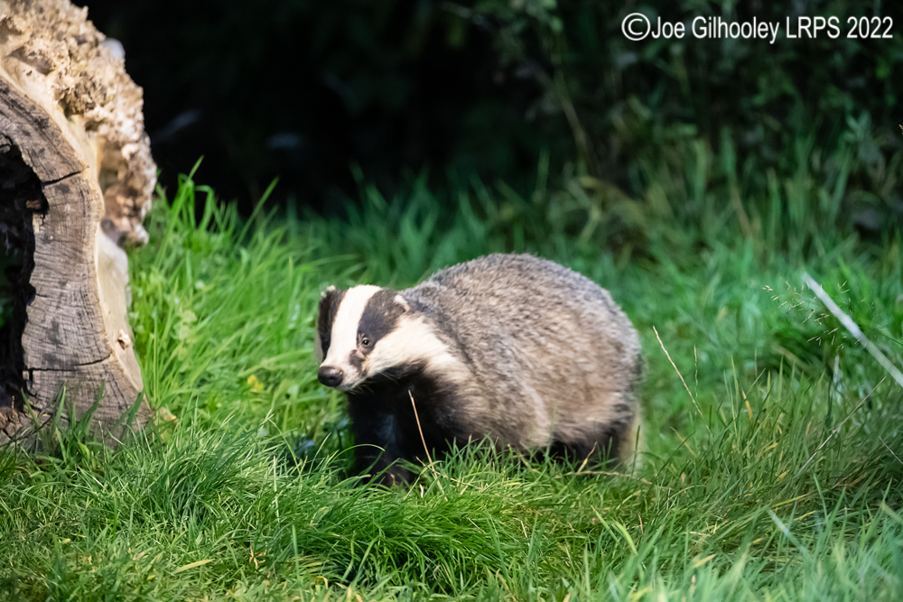 European Badgers