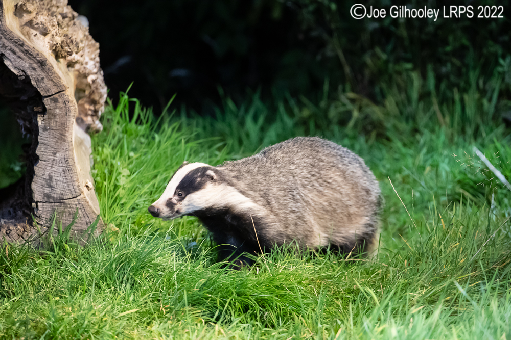European Badgers