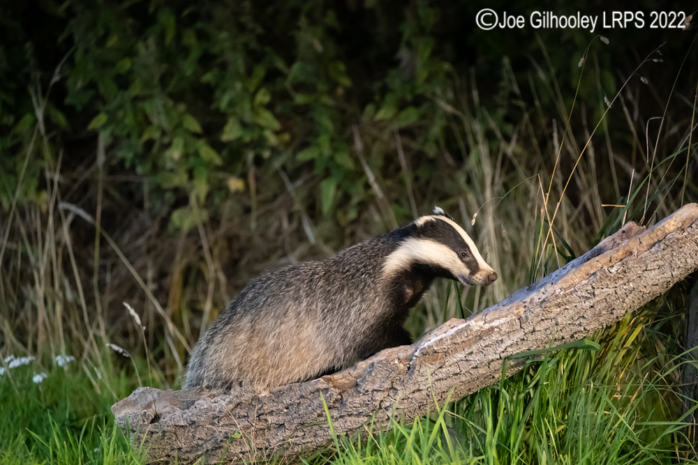 European Badgers