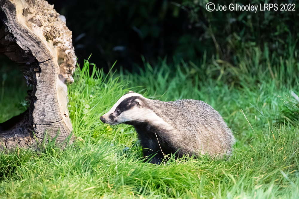 European Badgers