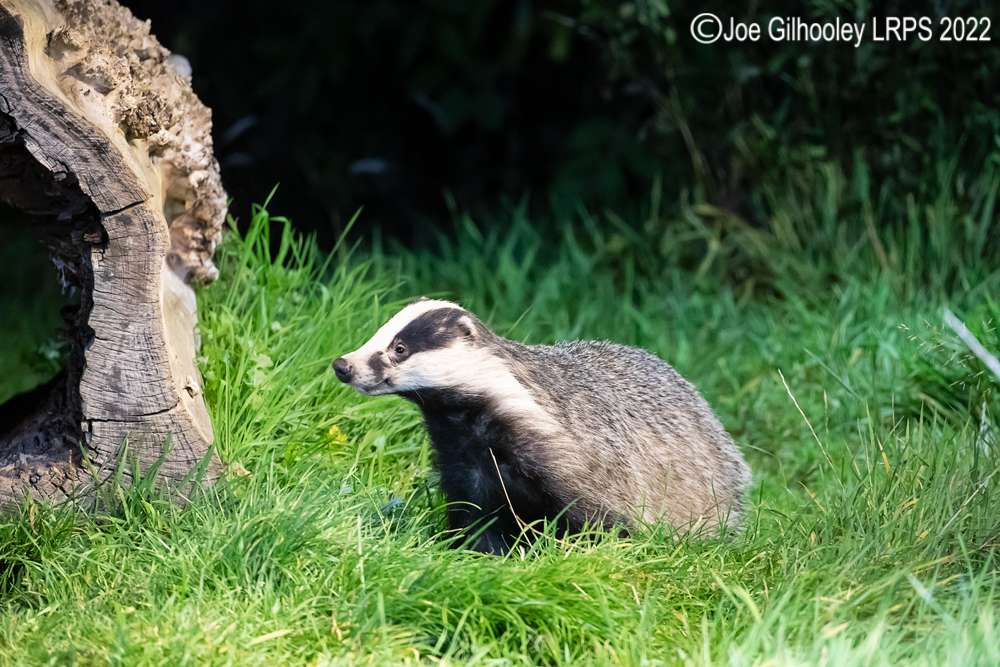 European Badgers
