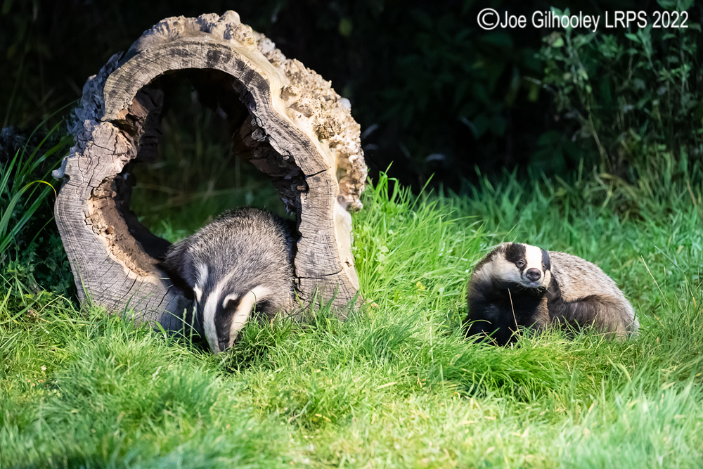 European Badgers