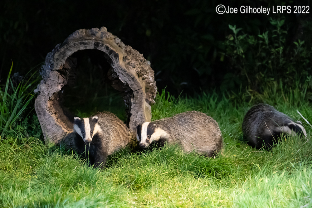 European Badgers