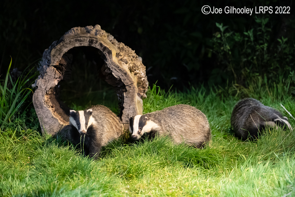 European Badgers