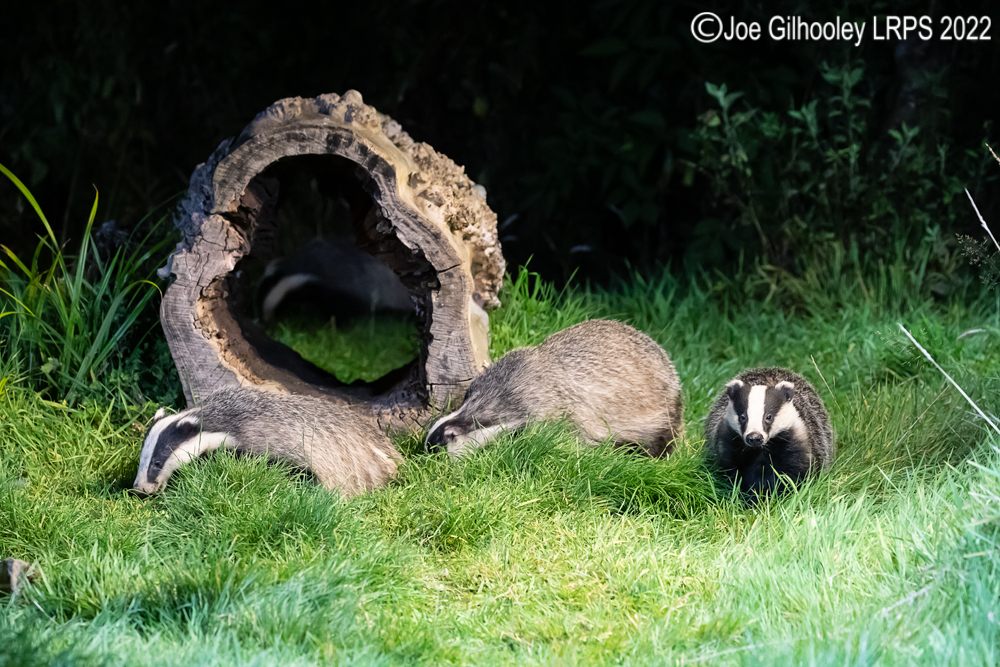 European Badgers