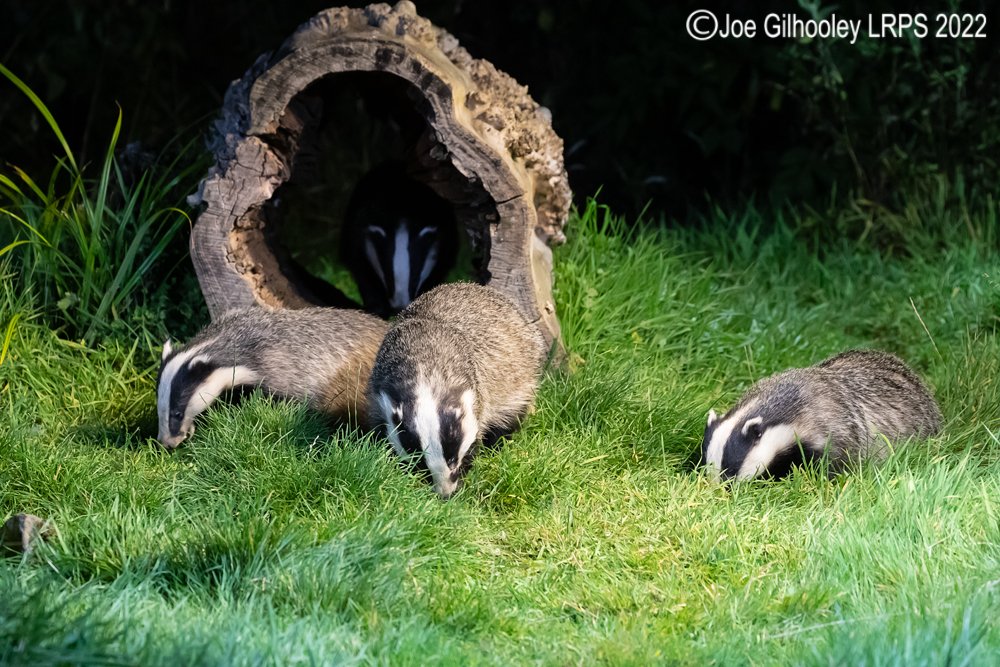 European Badgers