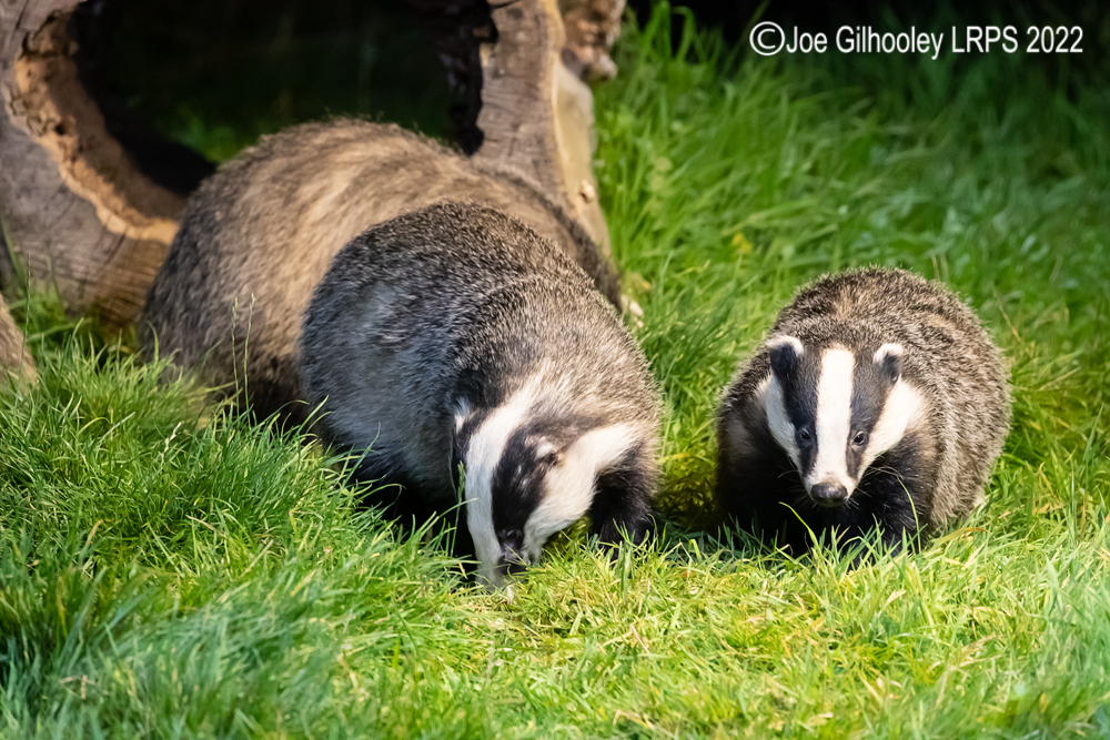 European Badgers
